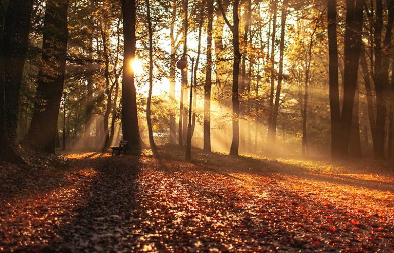 Sonnenstrahlen im Herbstwald