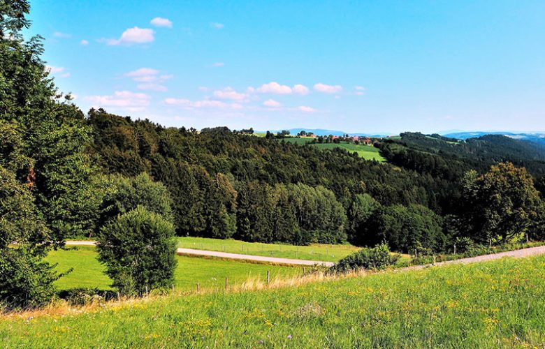 Blühende Sommerwiese in Niederbayern