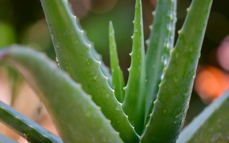 Wunderpflanze Aloe Vera